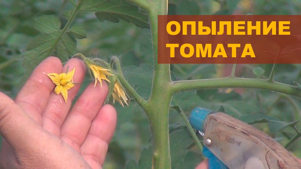 Семена помидоров для теплицы самоопыляемые: описание лучших сортов с фото