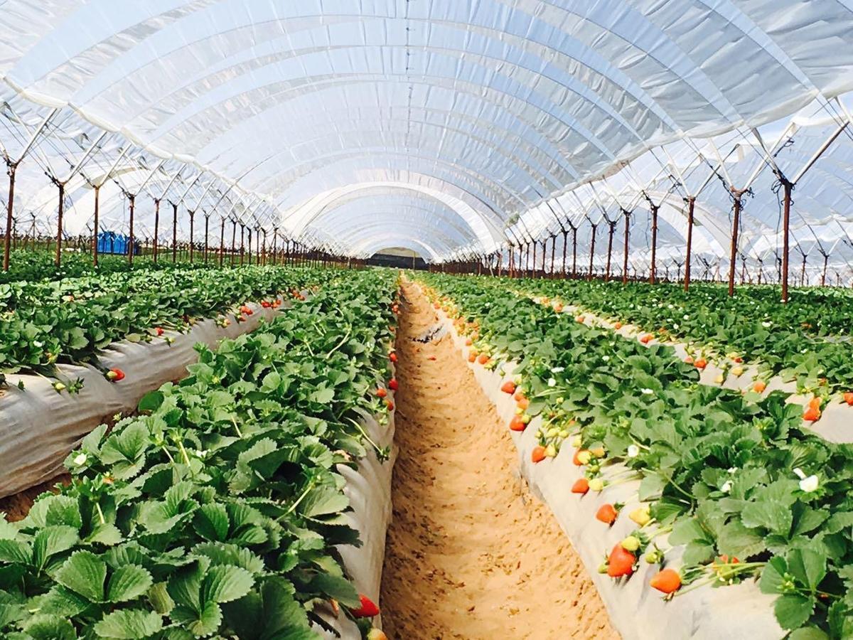 Тепличный бизнес: план развития хозяйства и теплиц в домашних условиях, рентабельность выращивания овощных культур и цветов, что выгодно и как начать | easybizzi39.ru