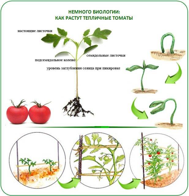 Выращиваем овощи в теплице: особенности посадки и ухода
