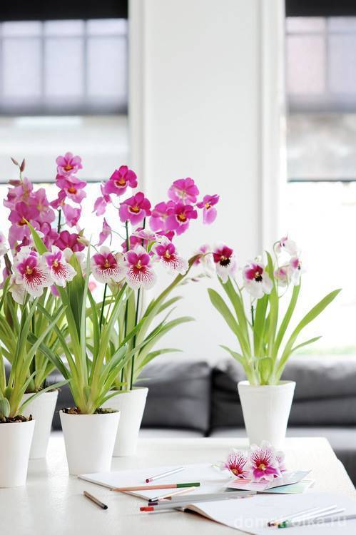 Кашпо для орхидей - какое должно быть: стеклянное (прозрачное), керамическое, подвесное или корзина сделанная своими руками и фото красивых вариантов
