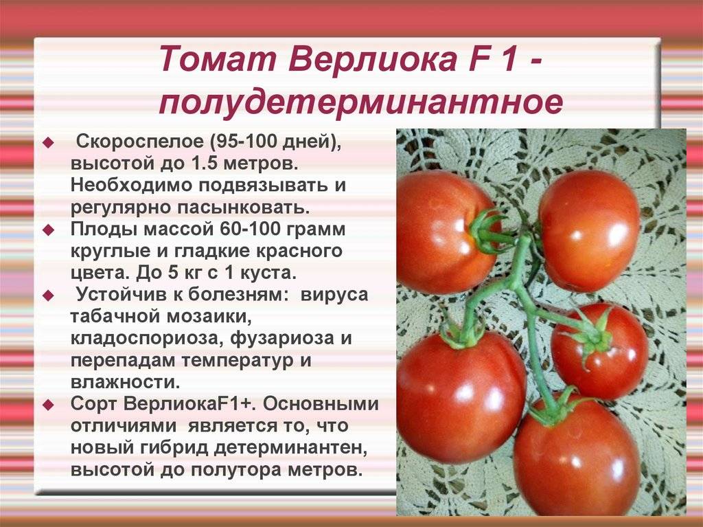 Детерминантный и индетерминантный сорт помидор: что это, отличие