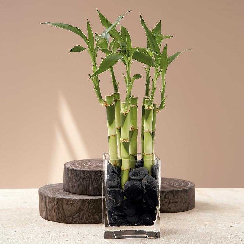 Декоративный бамбук: особенности ухода в домашних условиях, как получают закрученные растения - 19 фото