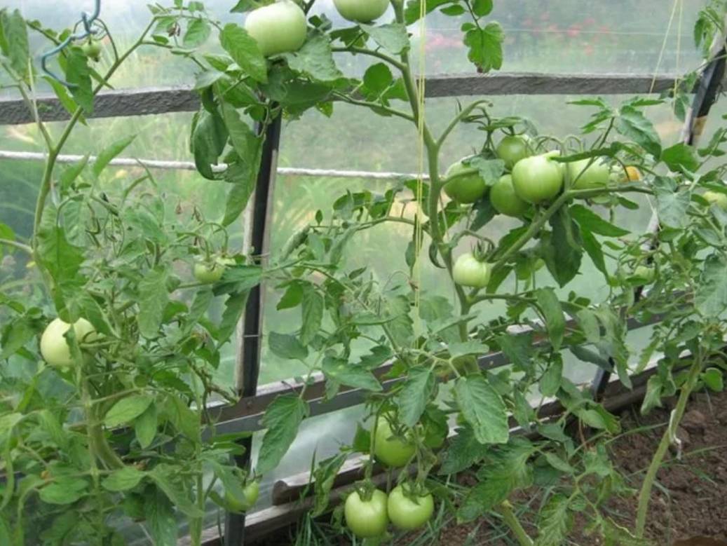 Что делать, если не краснеют помидоры на кустах: 9 простых способов ускорения созревания