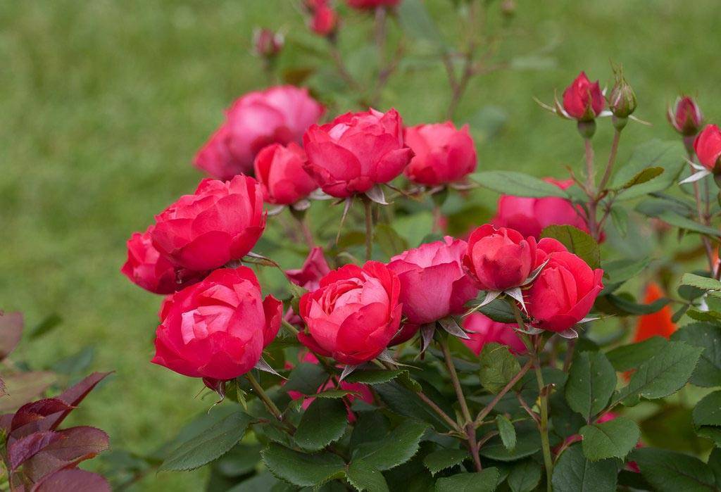 Сорта садовых роз с фото и названиями для средней полосы россии