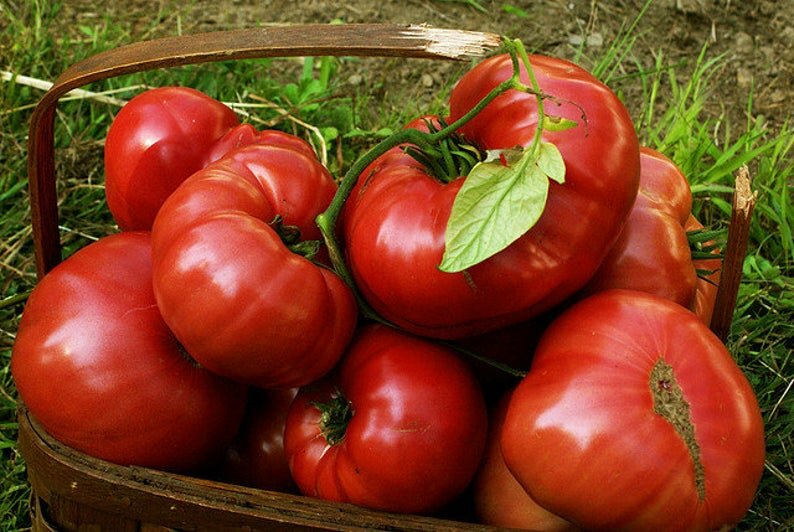 Лучшие ранние сорта томатов