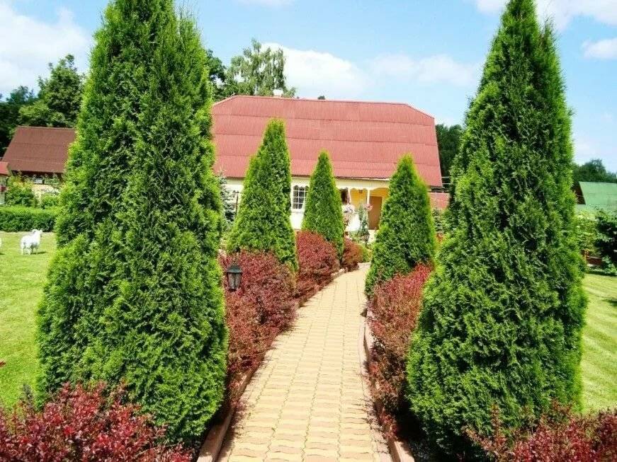 Туя: посадка и уход - зеленые пирамиды живых изгородей и тенистых аллей в нашем саду | ah-vkusno.ru