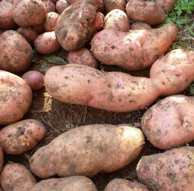 Картофель лапоть – российское чудо народной селекции