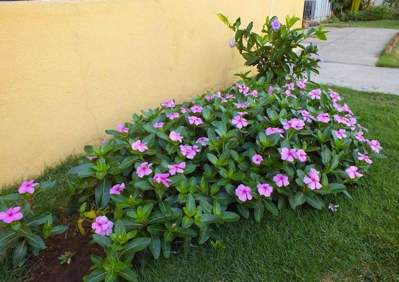 Катарантус (барвинок розовый) — выращивание и уход в домашних условиях и открытом грунте ?