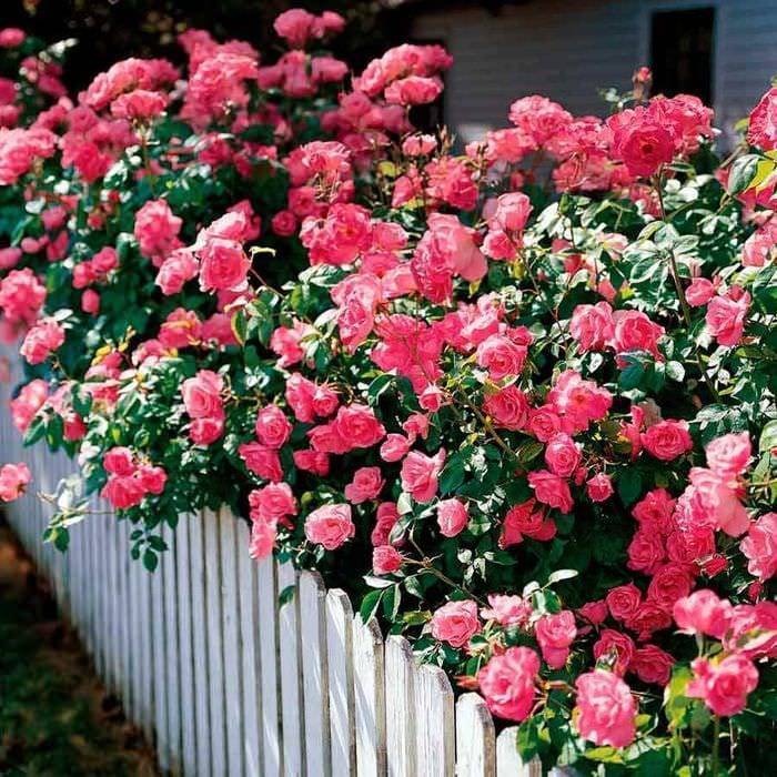 Мелкие кустовые розы – миниатюрное сокровище для сада и дома