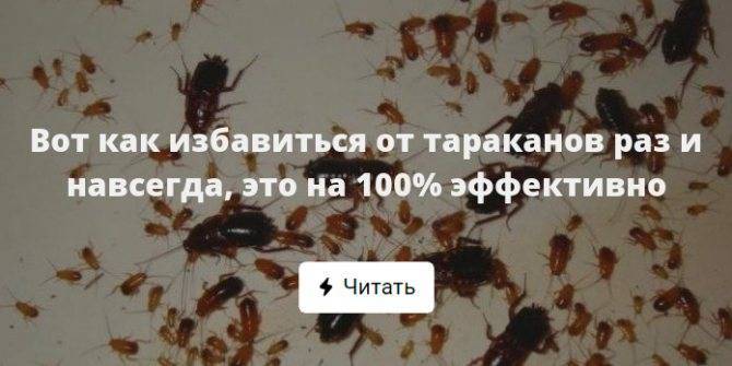 15 лучших способов избавиться от тараканов в домашних условиях быстро и навсегда