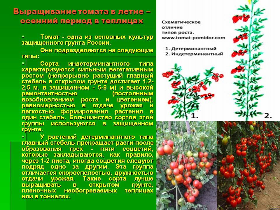 Помидоры индетерминантные схема посадки