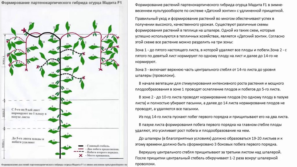 Пасынкование огурцов в теплице пошагово для начинающих схема