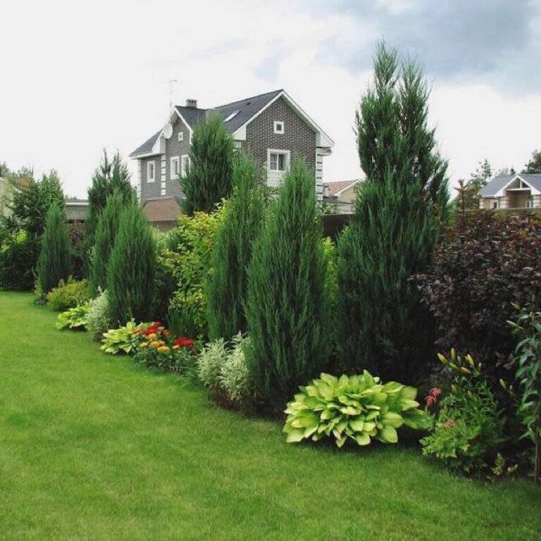 Декоративные деревья и кусты для дизайна сада