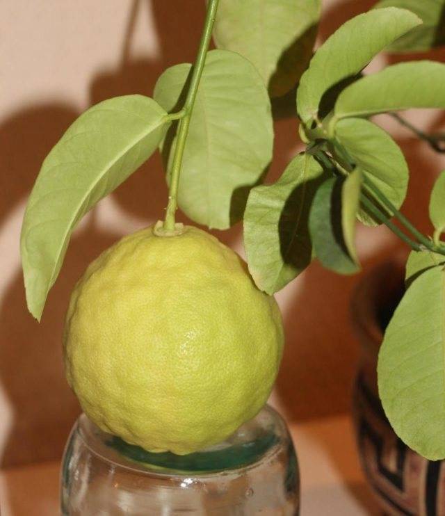 Как вырастить лимон в домашних условиях, сорта с фото
