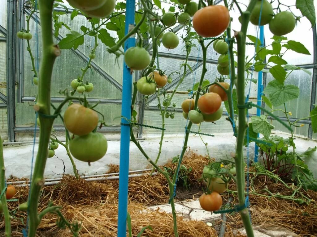 Как обрезать помидоры в открытом грунте чтобы был хороший урожай