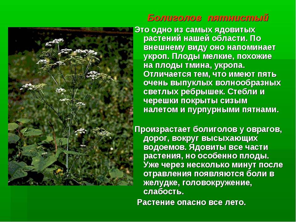 Растение болиголов фото и описание