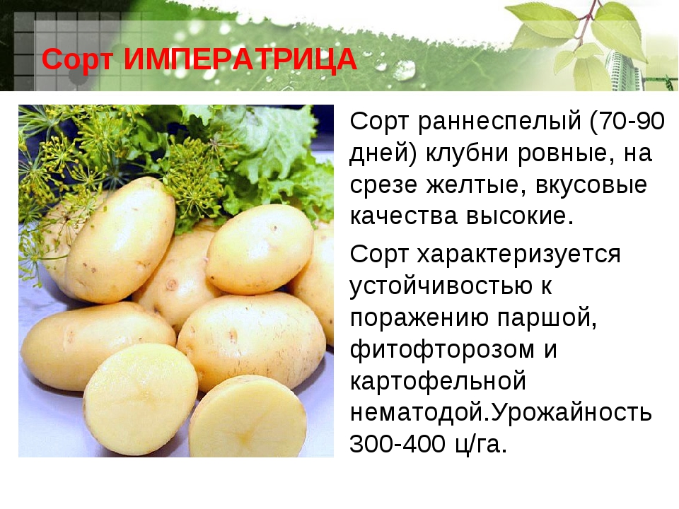Сорта картофеля для сибири (западно-сибирский регион)