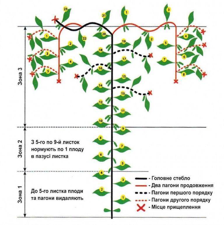 Схема обрезки огурцов в теплице в картинках