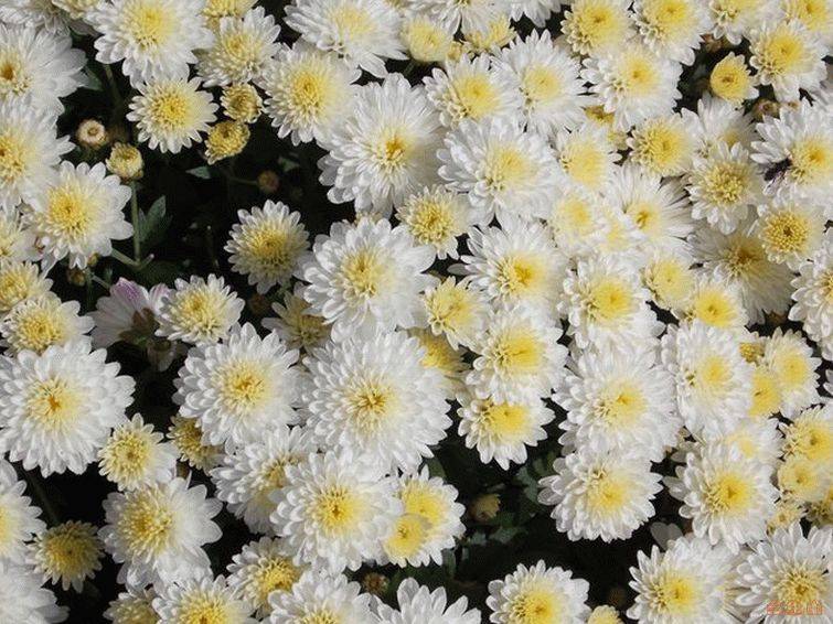 Хризантемы садовые многолетние: сорта с фото и описаниями