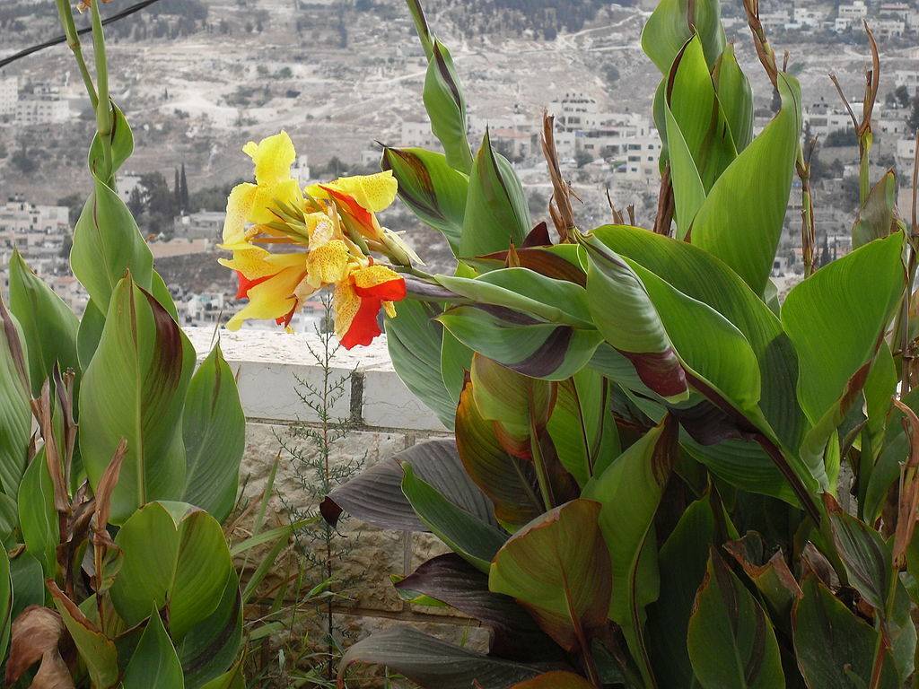Цветок канна (45 фото): все о видах, размножении, посадке и уходе