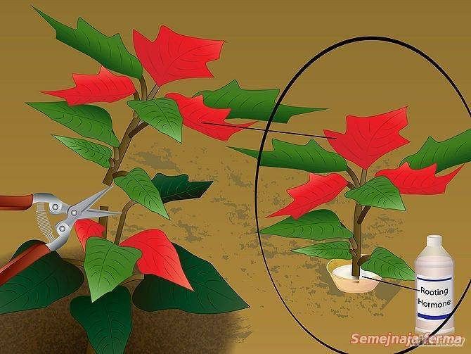 Пуансеттия — главное комнатное растение зимы