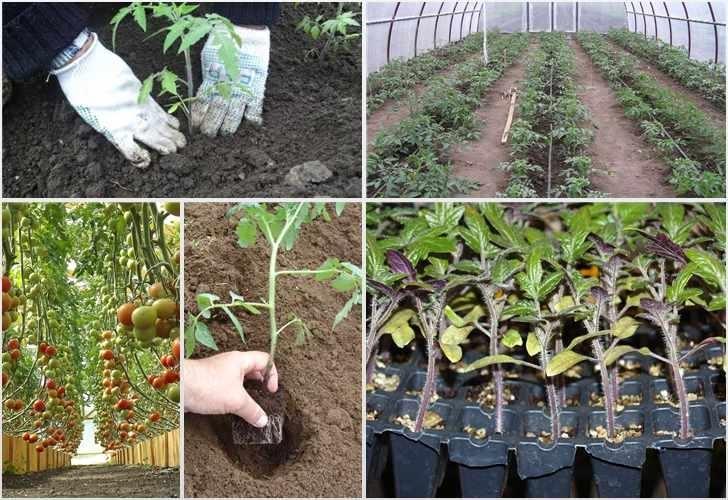 Особенности ухода за помидорами в теплице и правила выращивания