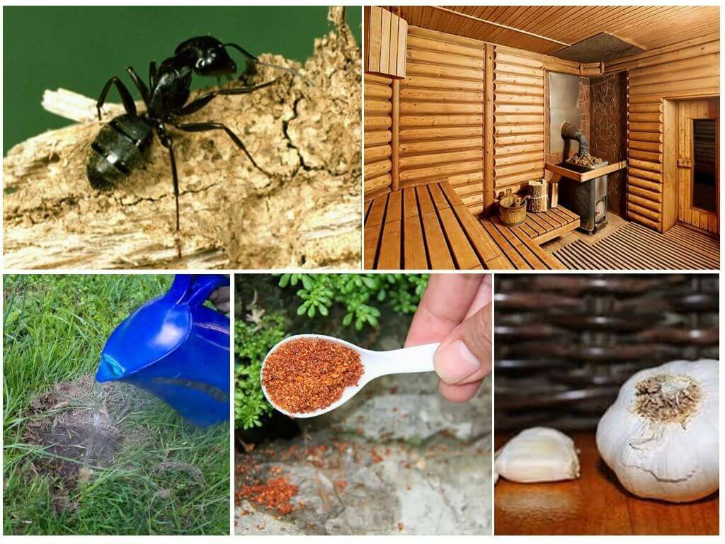 Как избавиться от муравьев в доме навсегда - эффективные способы и советы