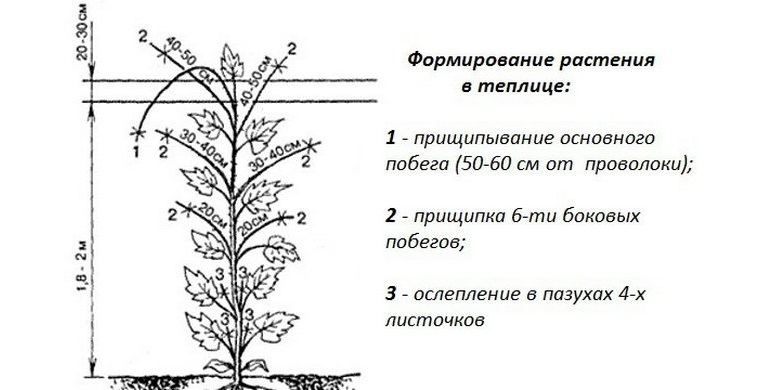 Схема прищипывания огурцов в теплице рисунок
