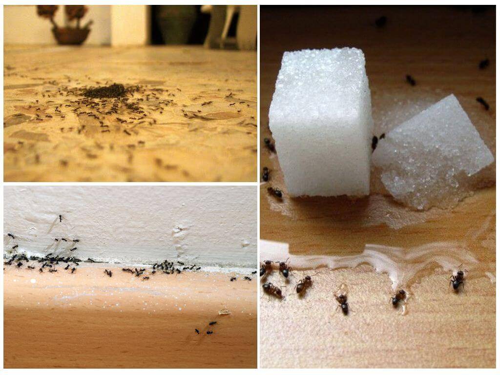 Способы избавиться от муравьев раз и навсегда
