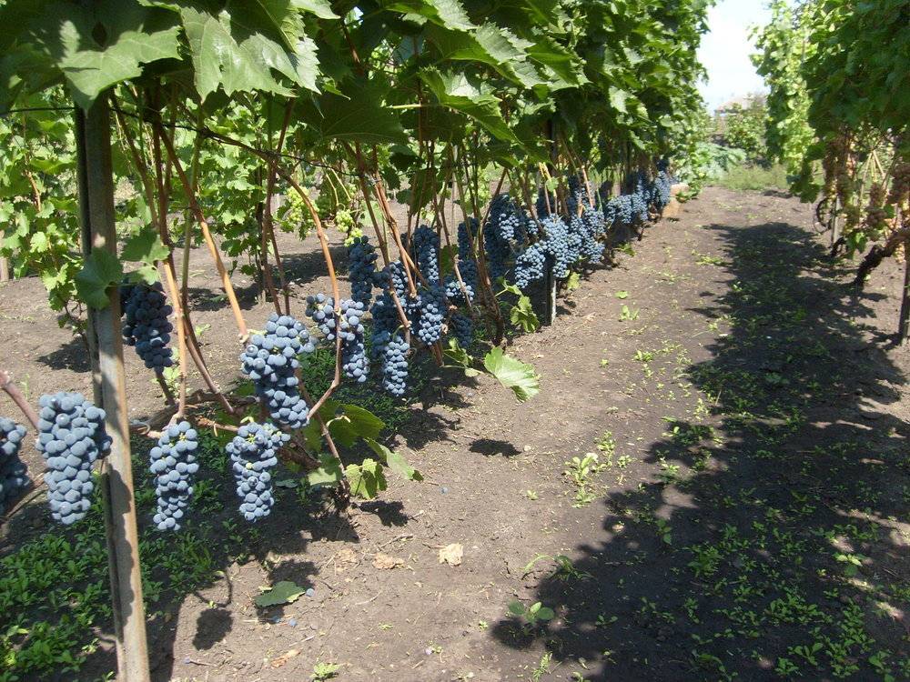 Подборка зимостойких, неукрывных  сортов винограда для подмосковья