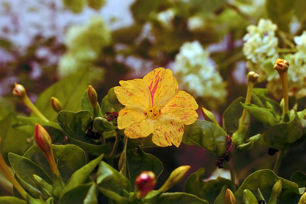 Ночной цветок мирабилис: все, что нужно знать о сортах, посадке и уходе