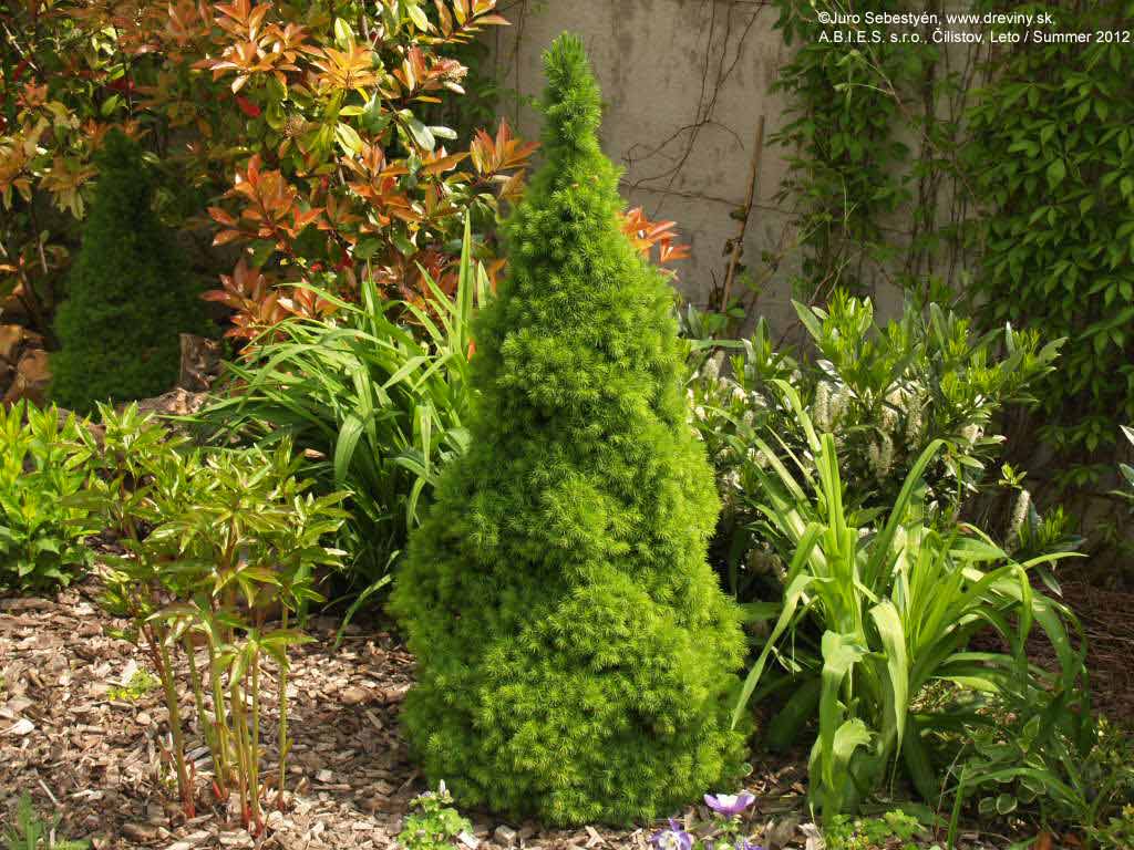 Канадская ель (44 фото): северная красавица в садах умеренных широт - happymodern.ru