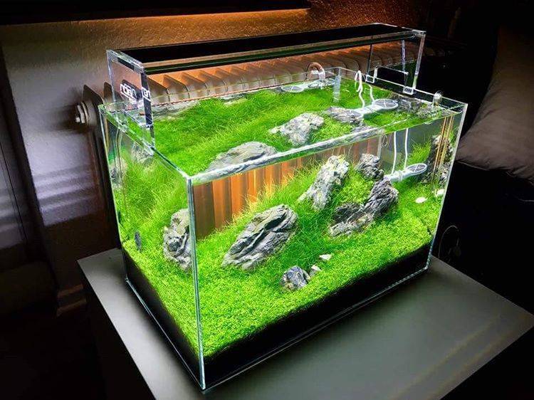 Дизайн аквариумов: фото вариантов, описание оформления, интересные идеи