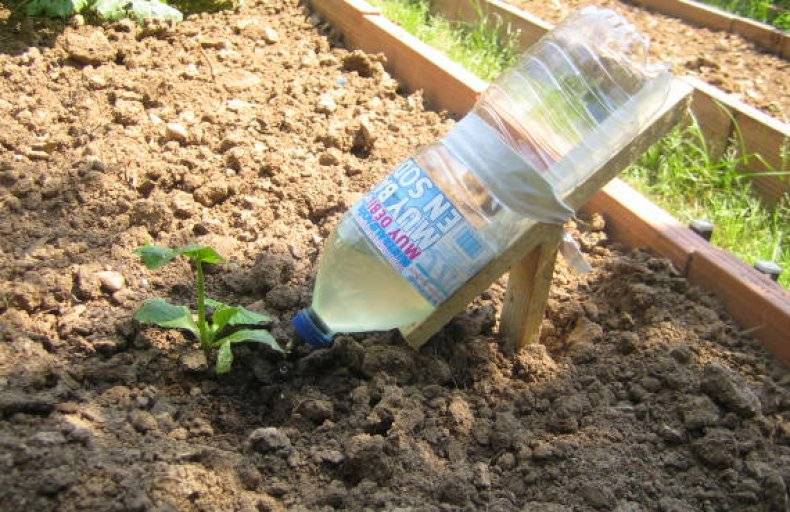 Полив огорода с помощью пластиковых бутылок: особенности капельного орошения