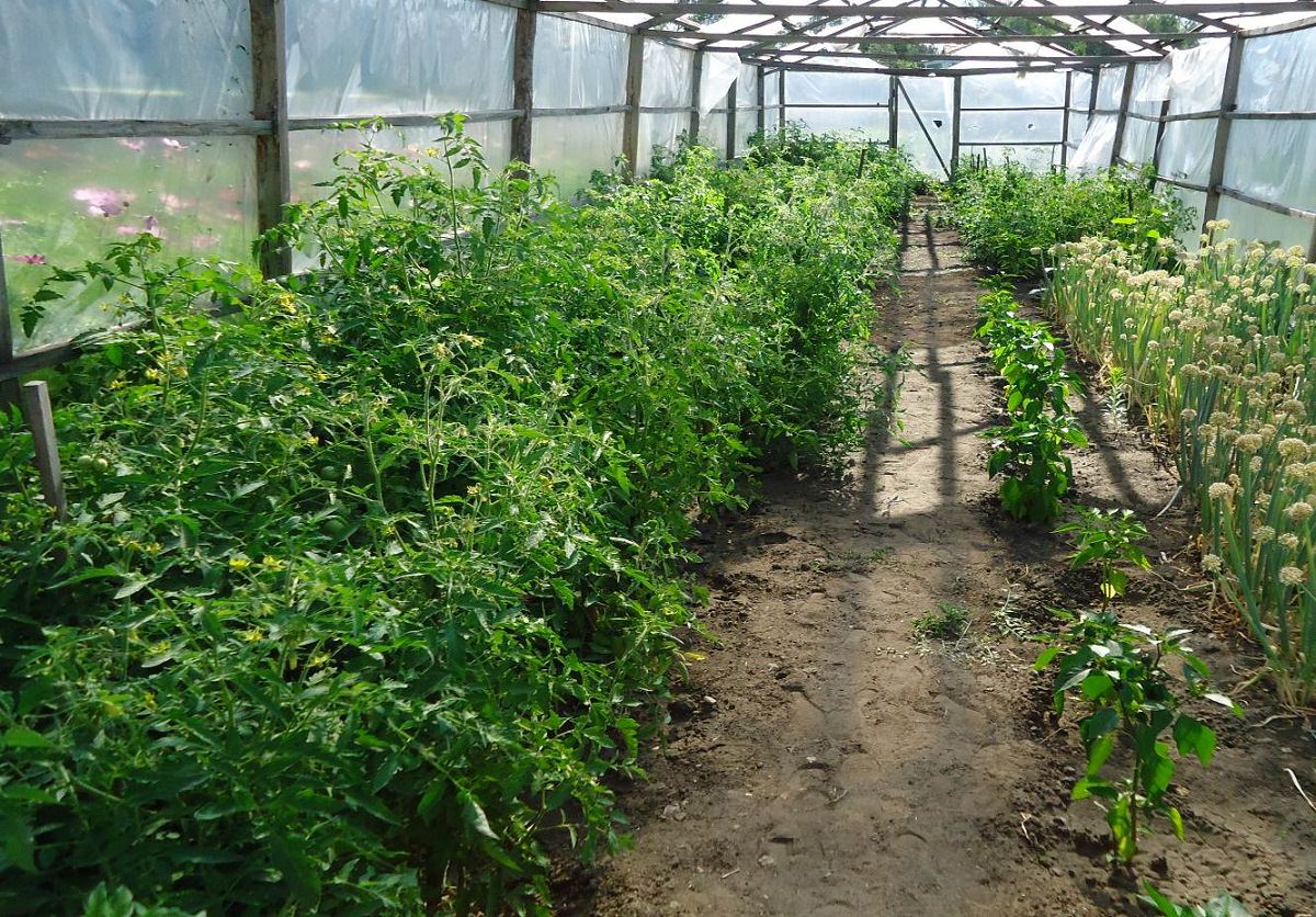 Когда и как правильно сажать рассаду помидор в теплицу, чем подкормить при посадке