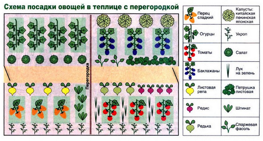 Как ухаживать за перцами в теплице от посадки до сбора урожая