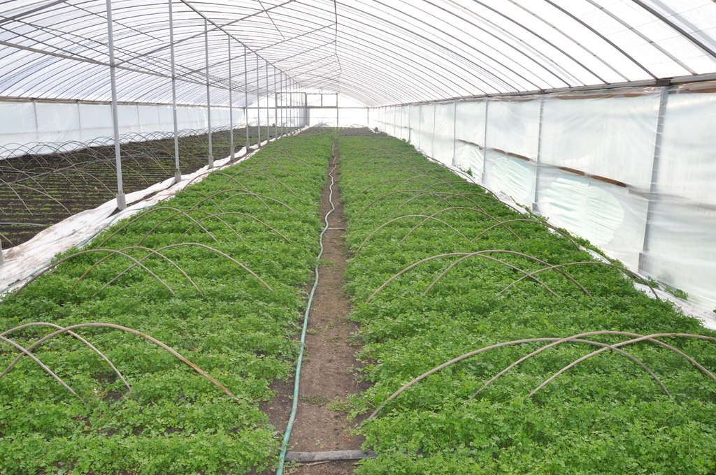 Выращивание зелени в теплице как бизнес: с чего начать, каковы плюсы и минусы
