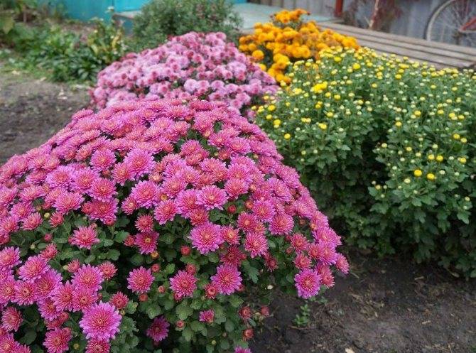 Хризантема садовая многолетняя: посадка и уход, фото сортов