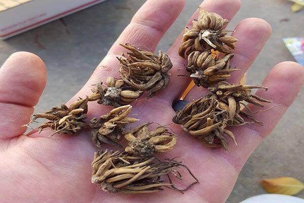 Ранункулюс: посадка и уход в открытом грунте, выращивание в домашних условиях