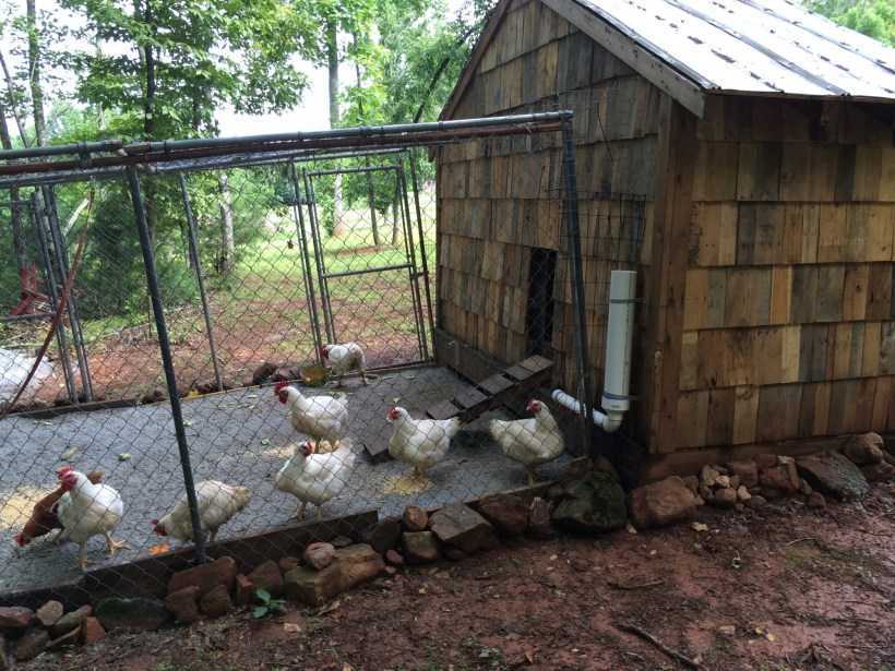 Строим курятник для 10–15 куриц своими руками
