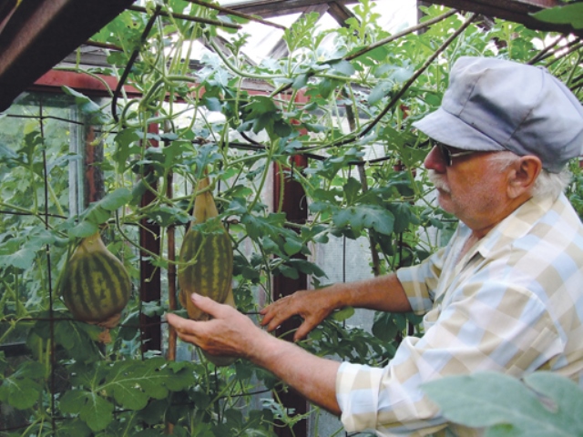 Пошаговое руководство по выращиванию арбузов в теплице: посадочная схема, советы по подкормке и уходу