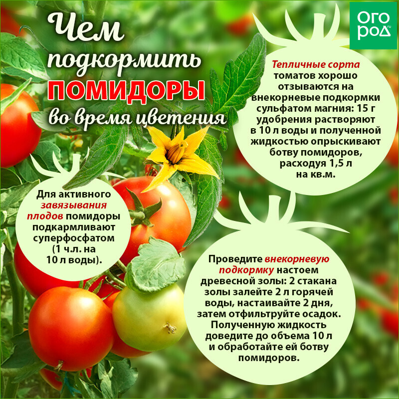 Как подкормить помидоры йодом в теплице и когда рецепт с фото пошагово