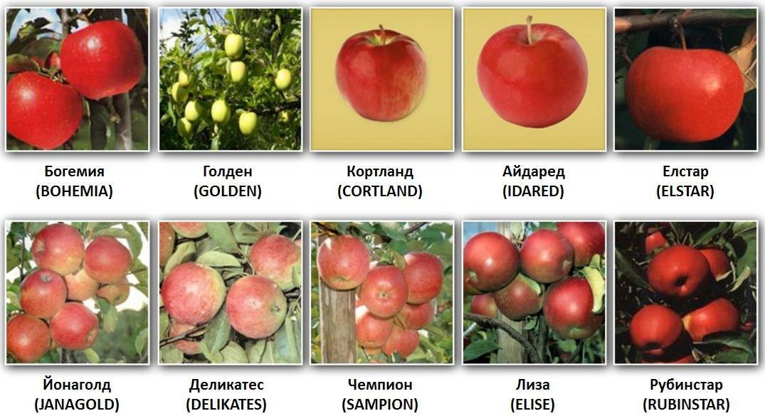 Хорошее яблоко на русском. Сорта яблонь названия. Сорта яблок в картинках. Какие бывают сорта яблок. Назовите сорта яблок.