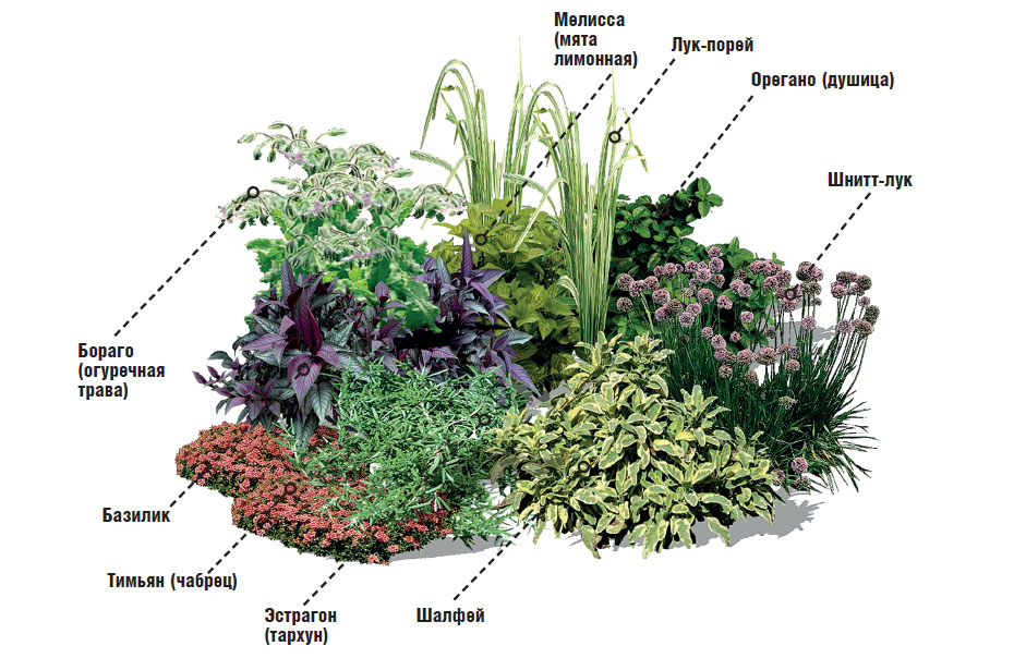Теневая клумба из многолетников схема для чайников