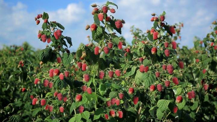 Малина таруса: описание и характеристики штамбового сорта, вкусовые качества ягод + посадка саженцев, формировка куста