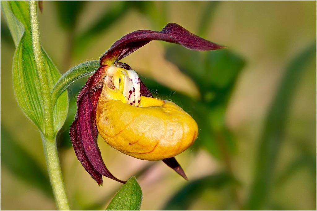 Как вырастить в собственном саду свои первые орхидеи - венерины башмачки