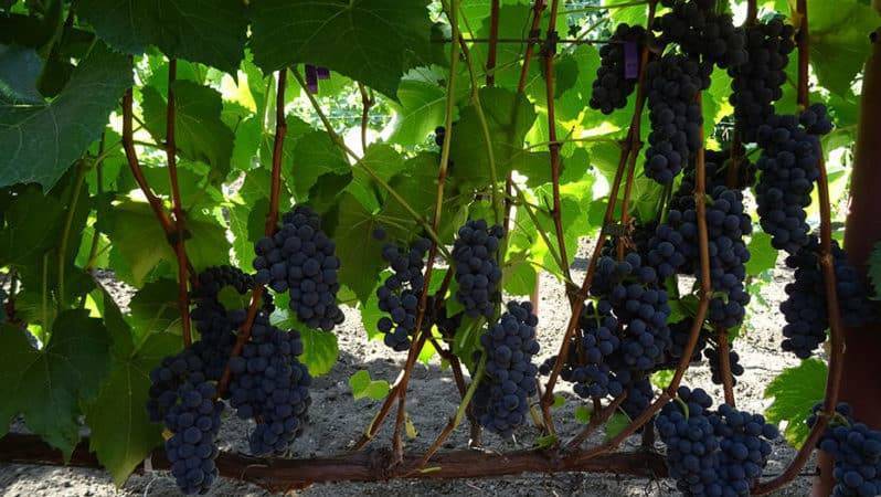 Лучшие сорта винограда для подмосковья. особенности посадки, ухода.