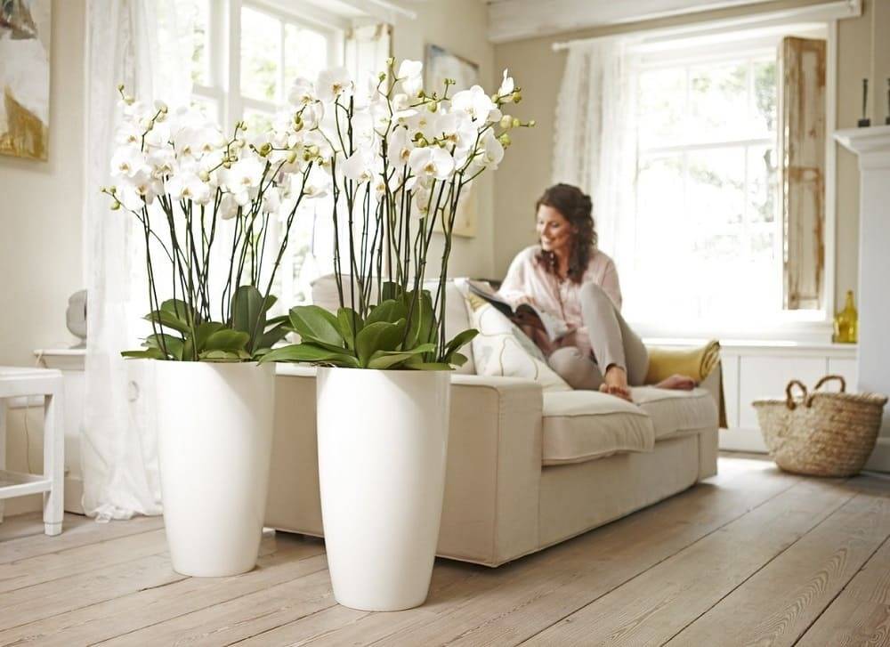 Цветы в интерьере гостиной: как создать кусочек природы у себя дома (50 фото)