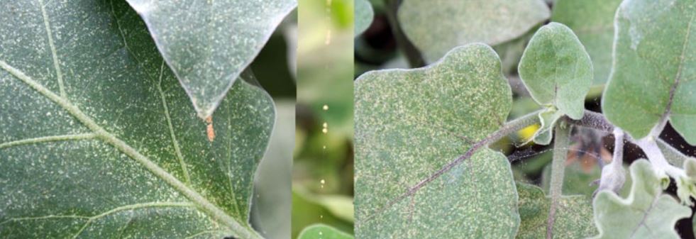 Болезни баклажана и их лечение: почему желтеют и скручиваются листья, не растут, не завязываются, тля, паутинный клещ