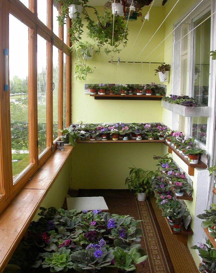 Зимний сад на балконе (лоджии) своими руками: создаем мини садик